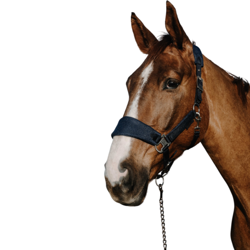 Equithème - Licol Breeze marine