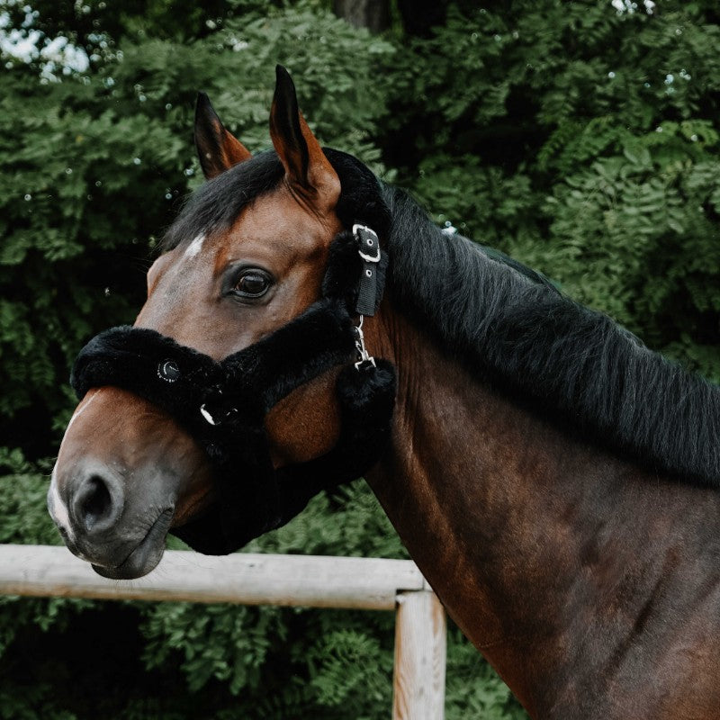 Equithème - Licol pour chevaux Snuggy Je t'aime noir