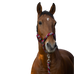 Equithème - Gevlochten halster en leilijn fuchsia/grijs/zwart | - Ohlala