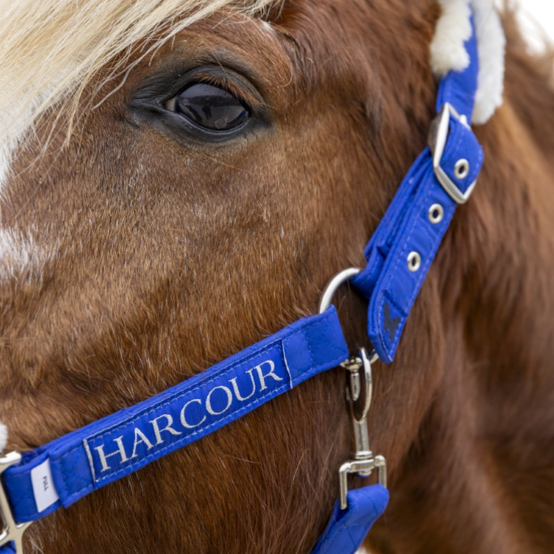 Harcour - Licol et longe Teschic bleu électrique
