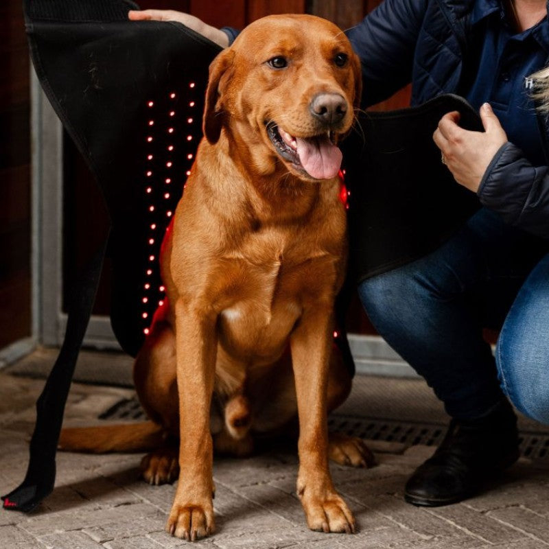 Horseware - Couverture pour chien thérapeutique lumière rouge LED | - Ohlala