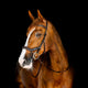 Horseware - Bridon Micklem Competition dark havane | - Ohlala