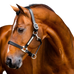 Horseware - Signature leren halster zwart | - Ohlala