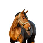 Horseware - Halster en longe Amigo bramble | - Ohlala