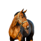 Horseware - Licol et longe Amigo bramble | - Ohlala
