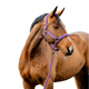 Horseware - Licol et longe Amigo winterberry | - Ohlala