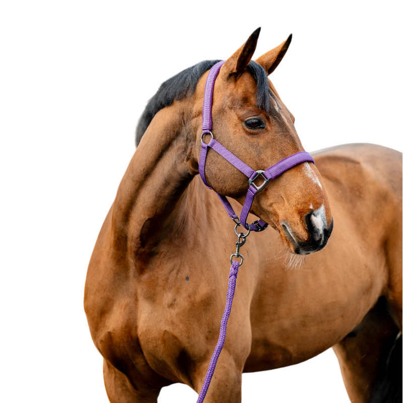 Horseware - Licol et longe Amigo winterberry