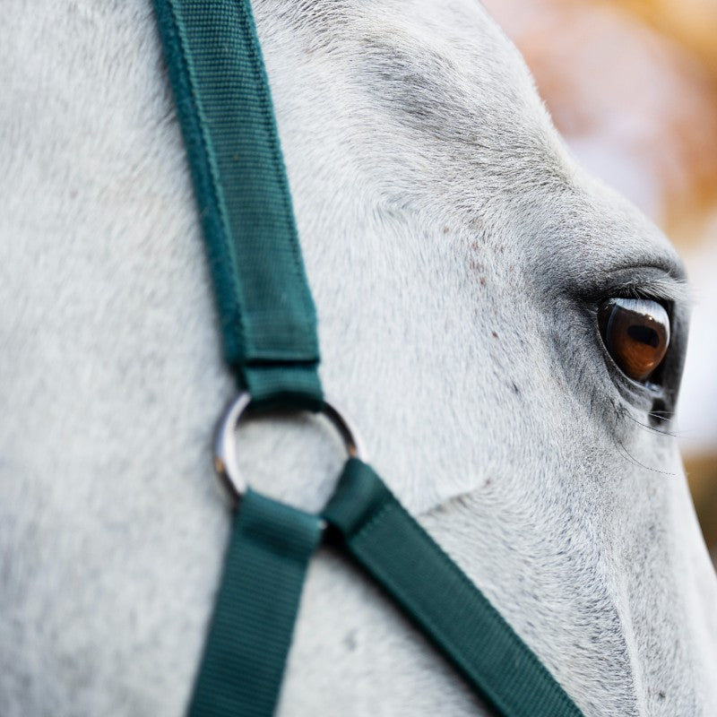 Horseware - Licol et longe dynasty green
