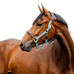 Horseware - Signature Competition paardenhalster bruin/ blue haze | - Ohlala