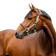 Horseware - Licol pour chevaux Signature Competition marron/ blue haze | - Ohlala