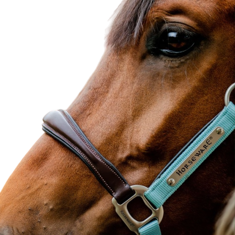Horseware - Licol pour chevaux Signature Competition marron/ blue haze | - Ohlala