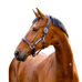 Horseware - Halfter voor paarden Signature Competition marine/bruin | - Ohlala