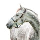 Horseware - Licol pour chevaux Signature Tressé marron/ marine/ blue haze | - Ohlala