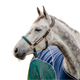 Horseware - Licol pour chevaux Signature Tressé marron/ marine/ hunter green | - Ohlala