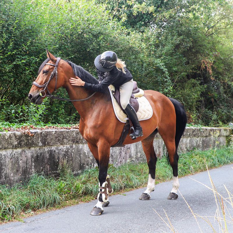 Horse Pilot - Pantalon d'équitation femme X-Design hunter | - Ohlala