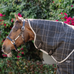 Horseware - Nekdeken Rhino Stable zwart/ grijs/ wit geruit/ grijs 100g | - Ohlala
