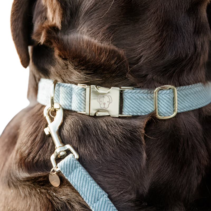 Kentucky Dogwear - Colliers pour chiens Velvet Bleu ciel