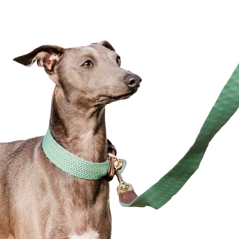 Kentucky Dogwear - Collier pour chien Jacquard vert olive