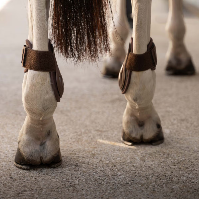 Kentucky Horsewear - Protège-boulets Young Horse Pro marron