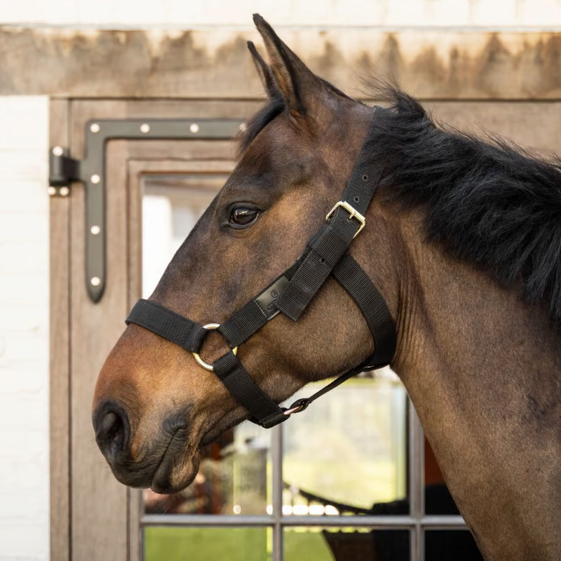 Kentucky Horsewear - Licol Heavy Duty noir