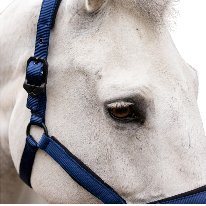 Licol K-TRITON bleu roi - K By Equithème