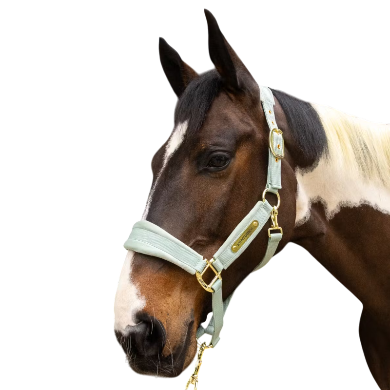 Kentucky Horsewear - Licol Velvet mint