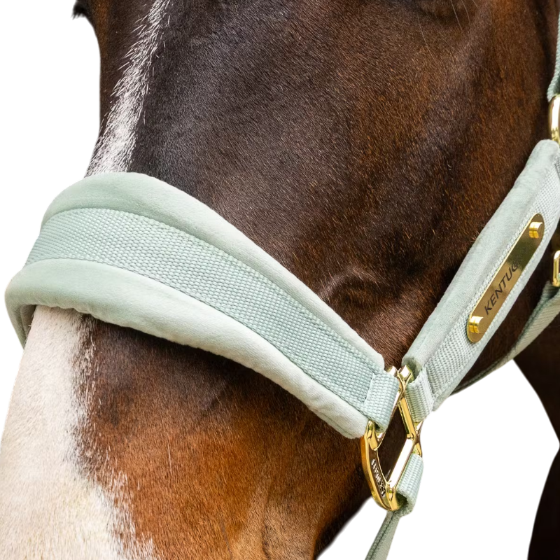 Kentucky Horsewear - Velvet halster mint | - Ohlala