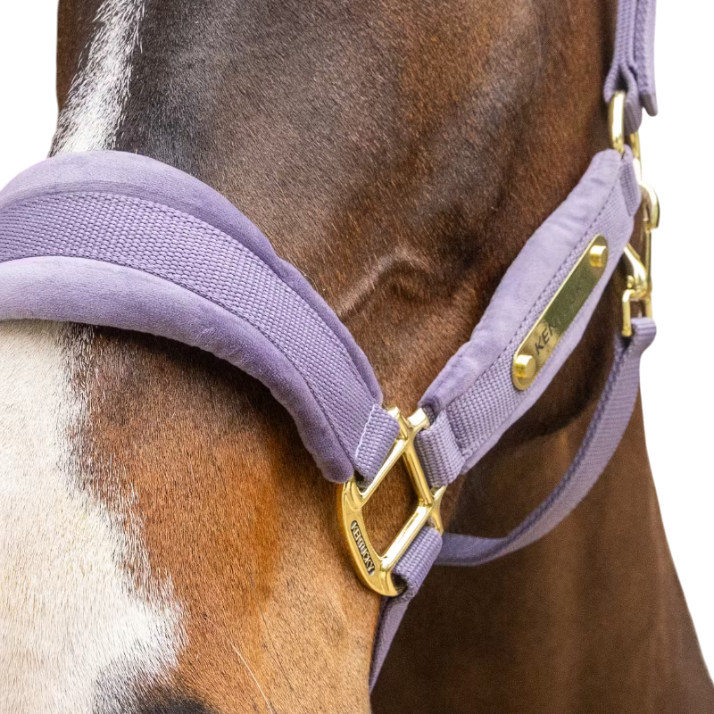 Kentucky Horsewear - Halster Velvet violet | - Ohlala