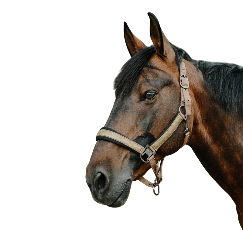 Equithème - Licol en nylon Glowy beige/ cuivre