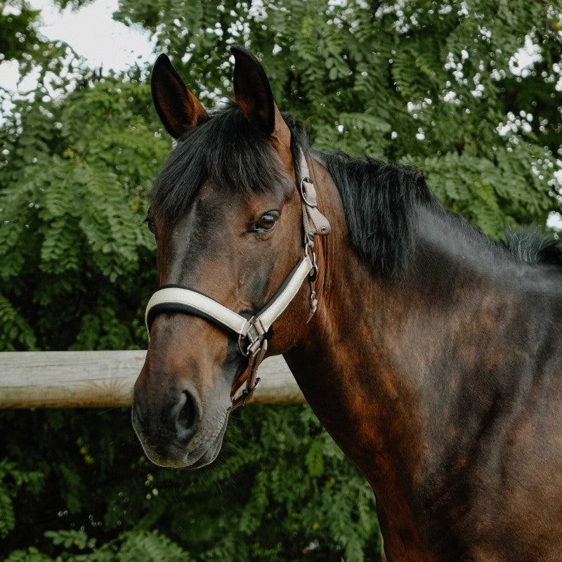 Equithème - Licol en nylon Glowy beige/ doré