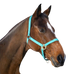 Norton - Nylon halster verstelbare neusriem turquoise | - Ohlala