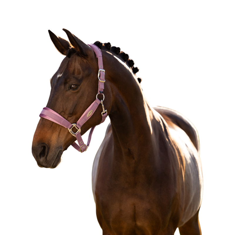 LeMieux - Halster voor paarden Versailles mallow | - Ohlala
