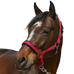 Norton - Halster 4 Lines rood | - Ohlala