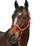 Norton - Licol Grooming vieux rose | - Ohlala