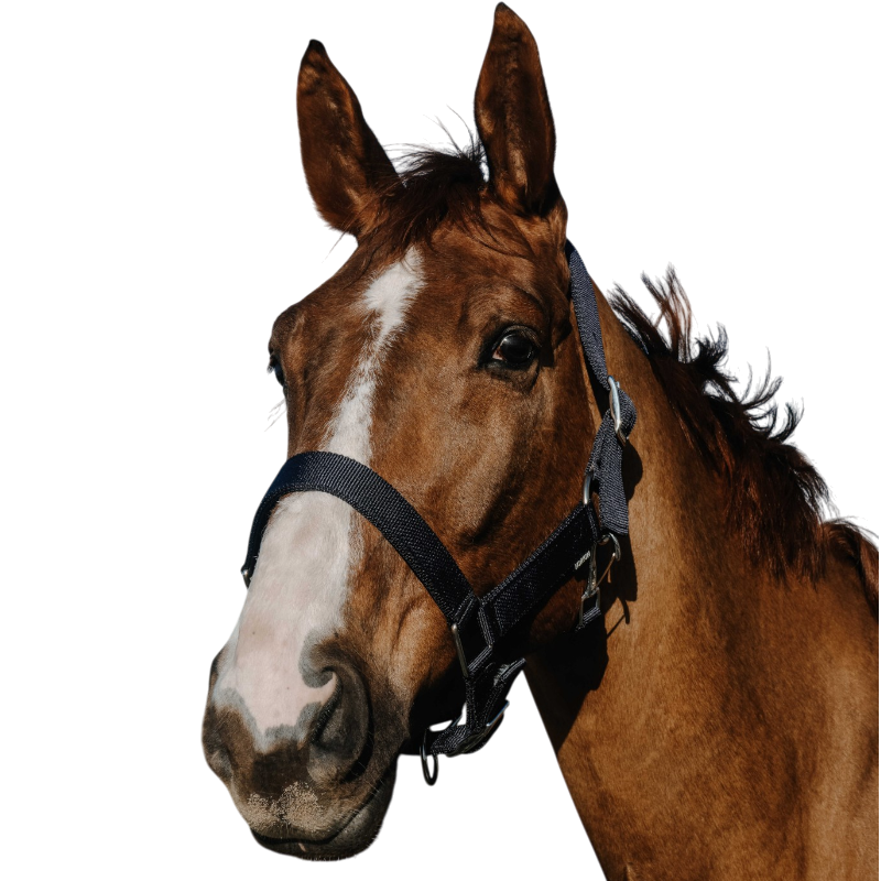 Norton - Licol Extra marine