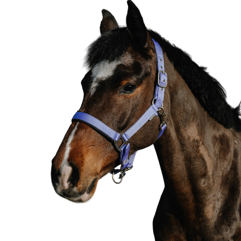 Norton - Licol Nacre Bleu