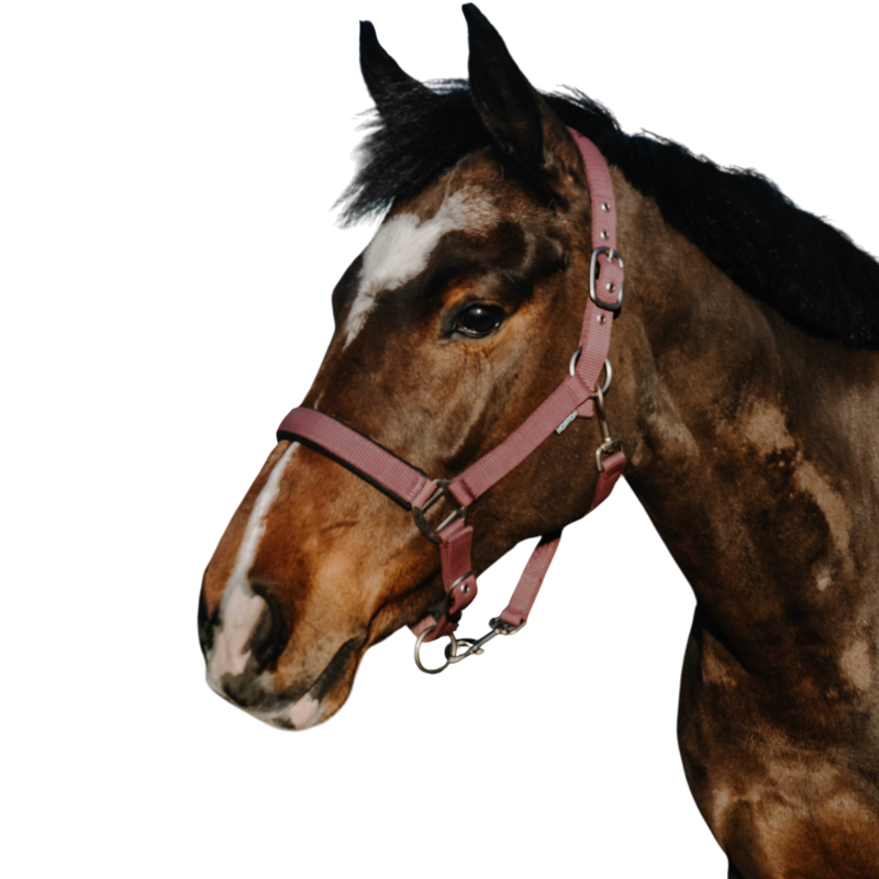 Norton - Licol Nacre Bordeaux