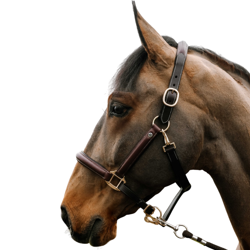 Norton - Licol en cuir grooming Spring havane