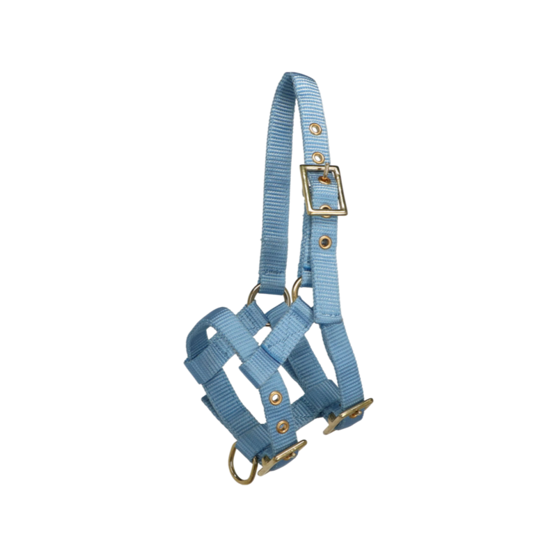 Norton - Licol réglable mini bleu ciel