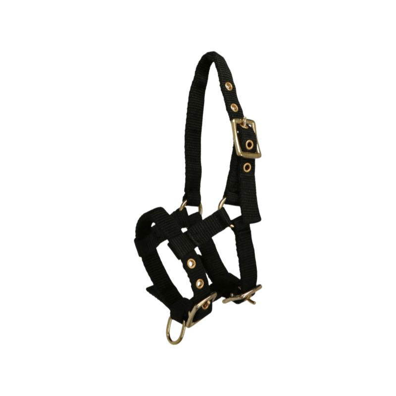 Norton - Licol réglable mini noir