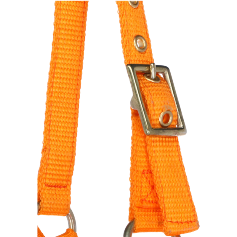 Norton - Licol réglable mini orange