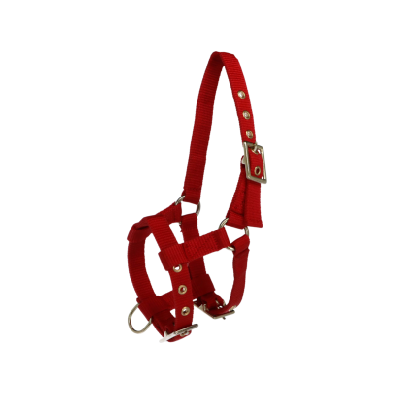 Norton - Licol réglable mini rouge