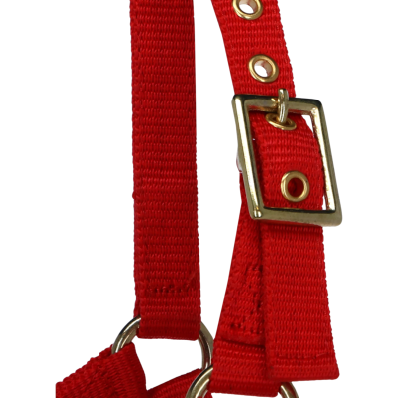 Norton - Licol réglable mini rouge