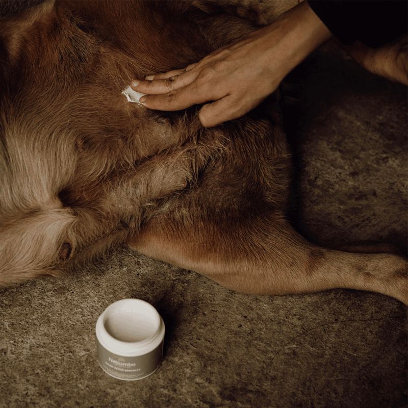 Nellumbo - Baume peaux sensibles pour chiens 50 ml | - Ohlala