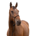 Norton - Zacht ethologisch ponyhalster zwart | - Ohlala