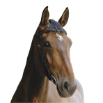 Norton - Freedom hoofdstel zwart | - Ohlala