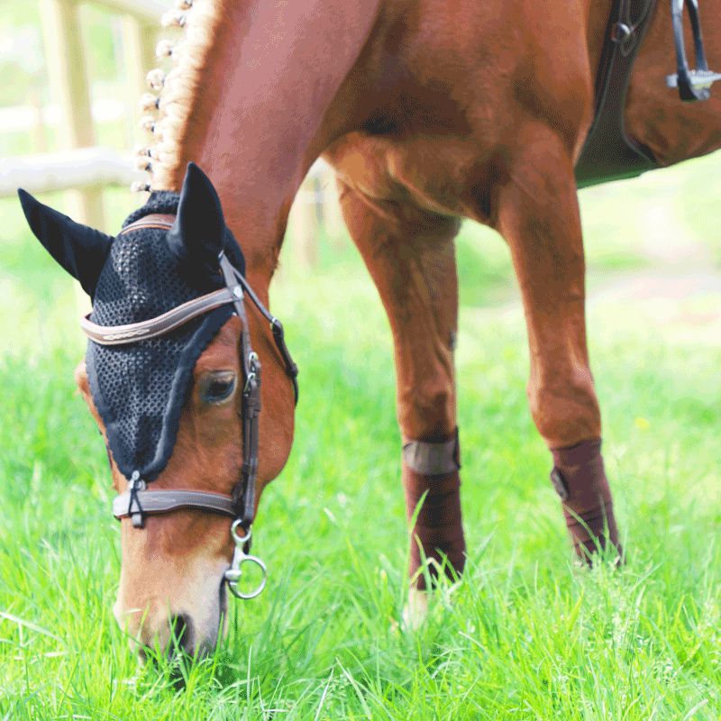 Equiline - Bonnet long pour chevaux noir | - Ohlala