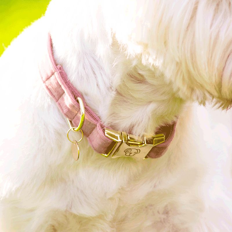 Kentucky Dogwear - Colliers pour chiens Velvet Rose | - Ohlala