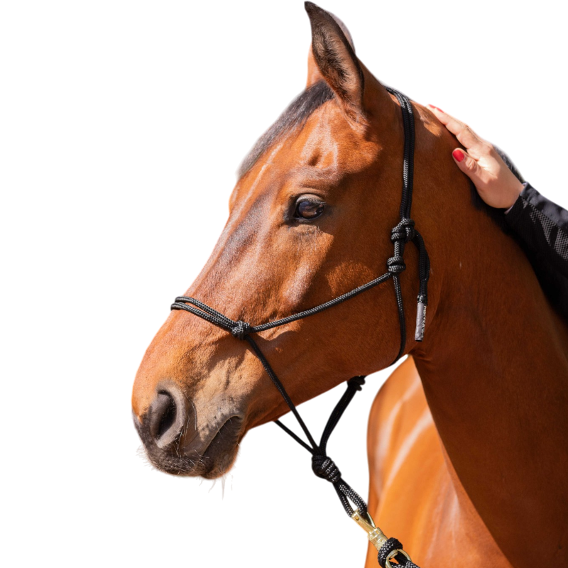 Paddock Sports - Licol éthologique noir