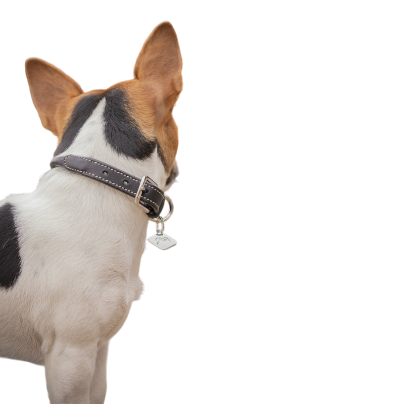 Pénélope - Collier pour chien Olie havane